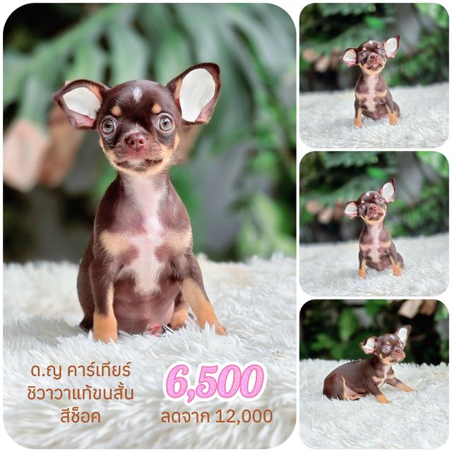 น้องคาเทียร์ชิวาวาขนสั้นสีช็อคเพศเมียวัคซีนแล้วมีส่งเก็บปลายทาง รูปที่ 6