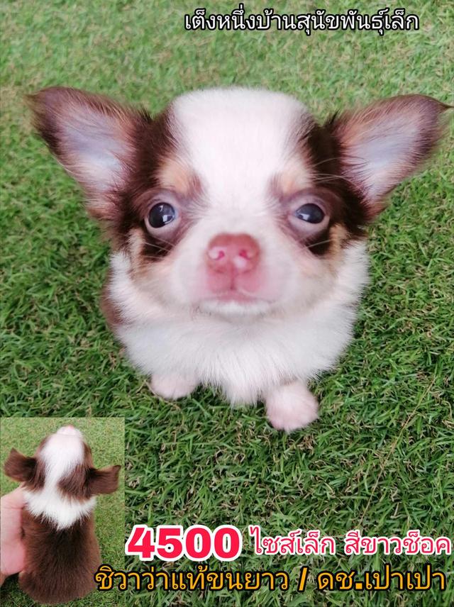 ชิวาว่าเเท้ขนยาว พร้อมย้าย