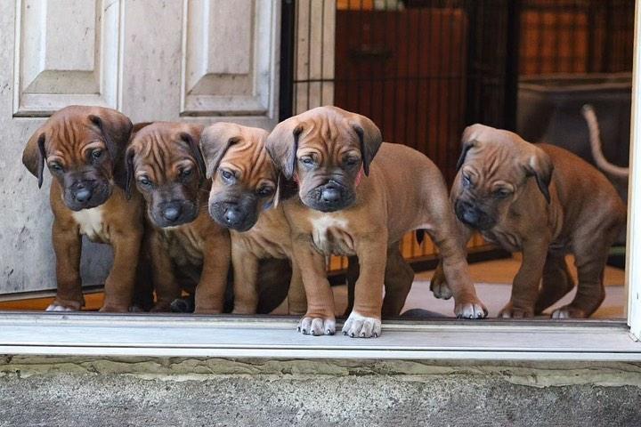 rhodesian ridgeback Puppies  WhatsApp me : +66 63 826 3042 รูปที่ 2