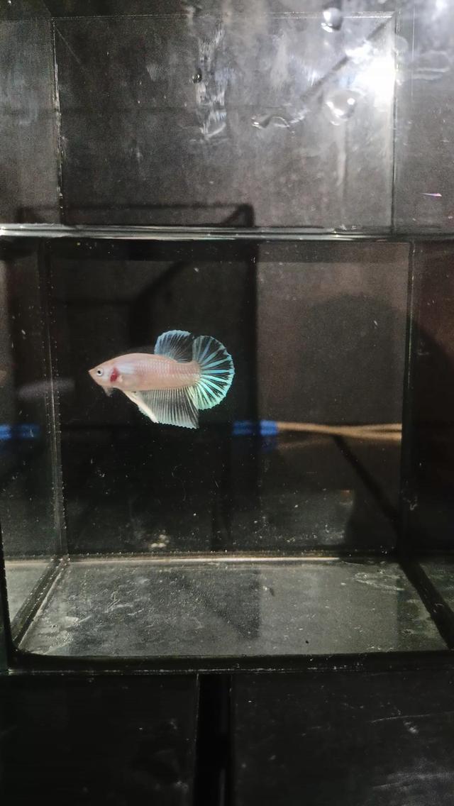 ปลากัดและปลากัดสวยงาม ปลีก-ส่ง รับได้ที่หน้าฟาร์ม มีบริการจัดส่งทั่วไทย 8