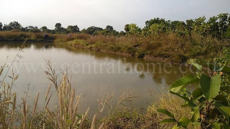 ที่ดินเปล่า 10-3-36 ไร่ ท่าม่วง กาญจนบุรี ปลูกต้นสักทองกว่า 500 ต้น 9