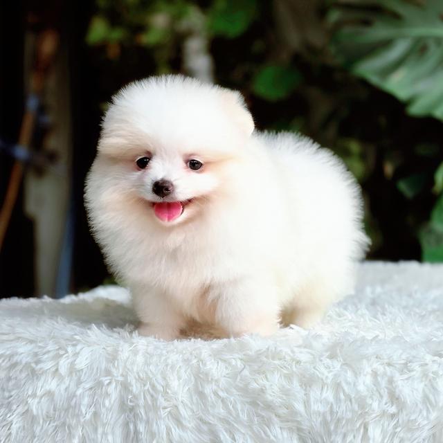 น้องหนมปังปอมแท้สีขาวครีมเพศเมียหน้าหมีพร้อมซนมีส่งเก็บปลายทาง 7