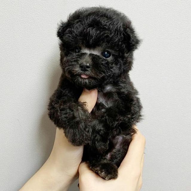 make and female Toy Poodle Puppies รูปที่ 2
