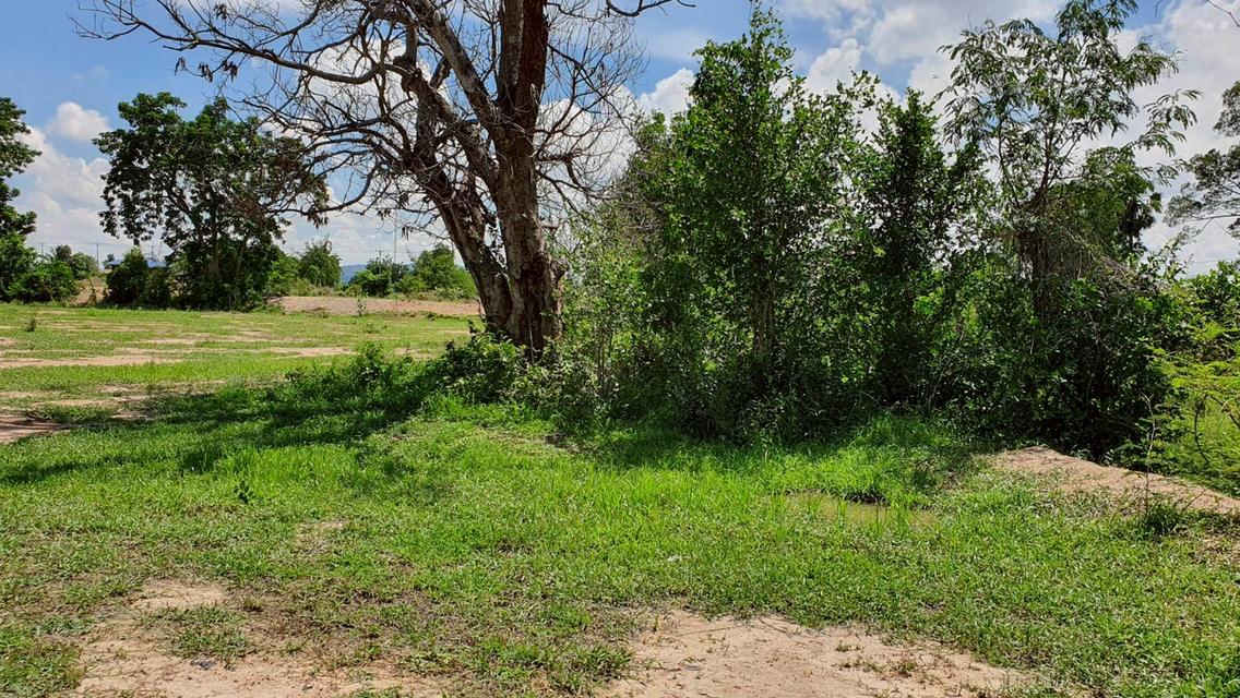 ที่ดิน อู๋ทอง สุพรรณบุรี 4