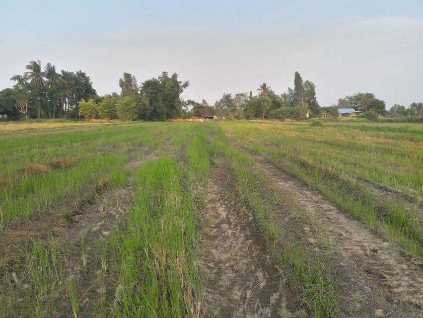 ขายที่ดินทำนา-ทำสวนการเกษตร 4 ไร่ 80 ตารางวา พื้นที่บ้านโคกกลาง ต.หลุบ อ.เมืองฯ จ.กาฬสินธุ์ 6