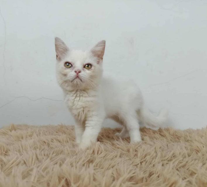 6.แมวมันช์กิ้นขายาว/เพศผู้ Munchkin Cat long legs/Male 3