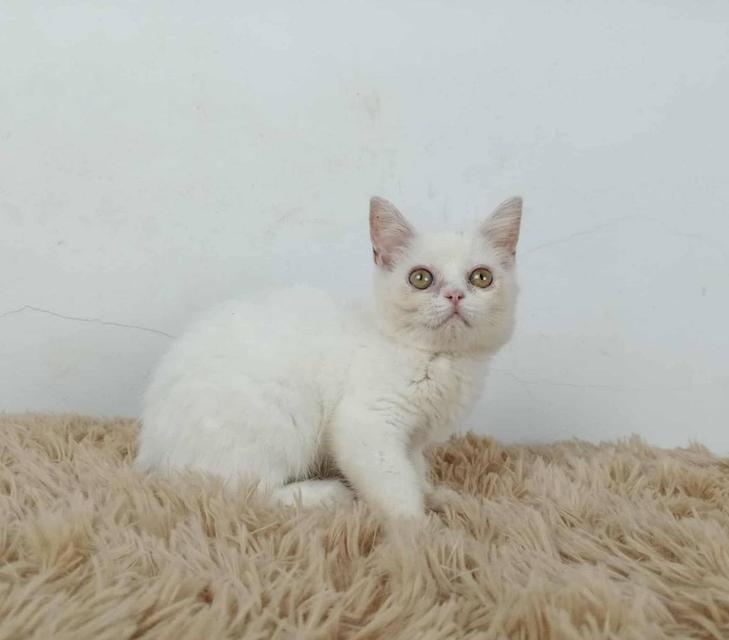 6.แมวมันช์กิ้นขายาว/เพศผู้ Munchkin Cat long legs/Male 5