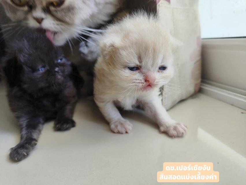 แมวเปอร์เซีย
