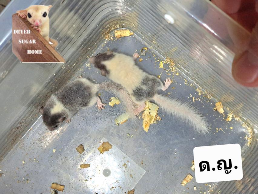 ดอร์เมาส์ ผู้ เมีย 3
