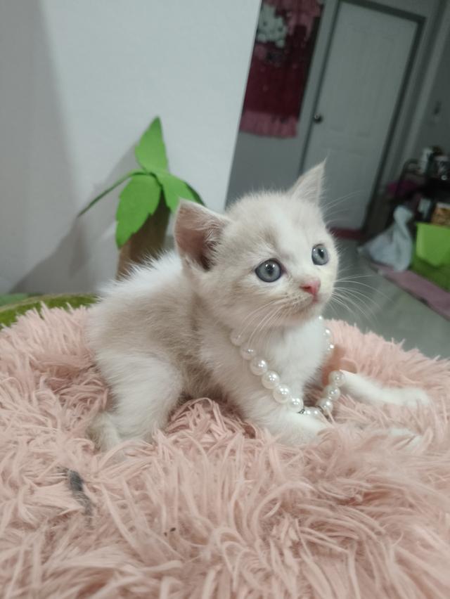 เด็กชาย สีชานม ขาว หาบ้าน🏠🏡😻 รูปย่อยที่ 2