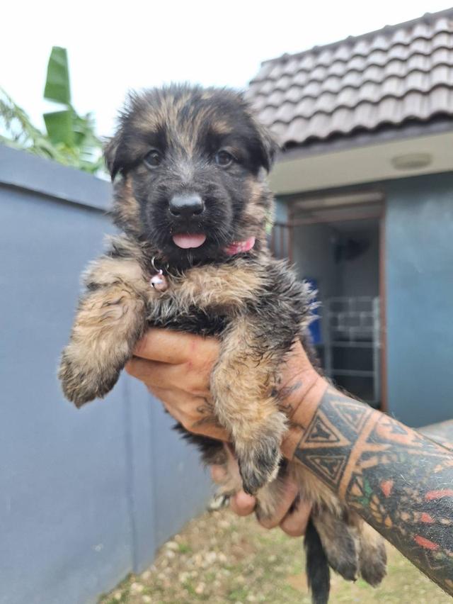 Adorable German Shepherd Puppies - Ready now ! 6