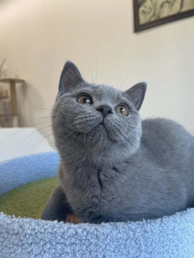 British Shorthair พร้อมใบ WCF ดช รูปย่อยที่ 2