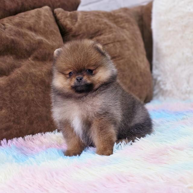 ปอมแท้ฟอร์มหมีไซส์เล็กสีส้มเพศเมียพร้อมย้ายบ้าน