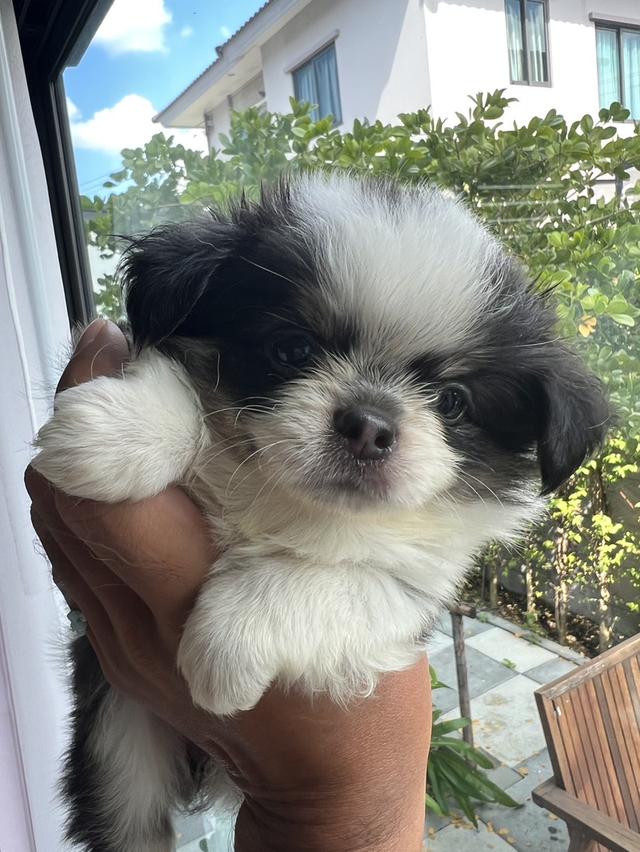 ลูกสุนัขชิวาวา