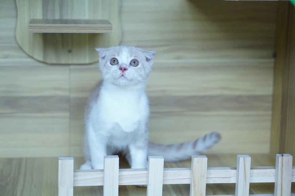 สก็อตทิช เพศผู้  หูพับ รูปที่ 15