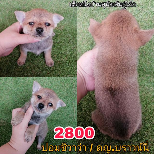 ชิวาว่าผสมปอม ขนสั้น เพศเมีย พร้อมย้าย