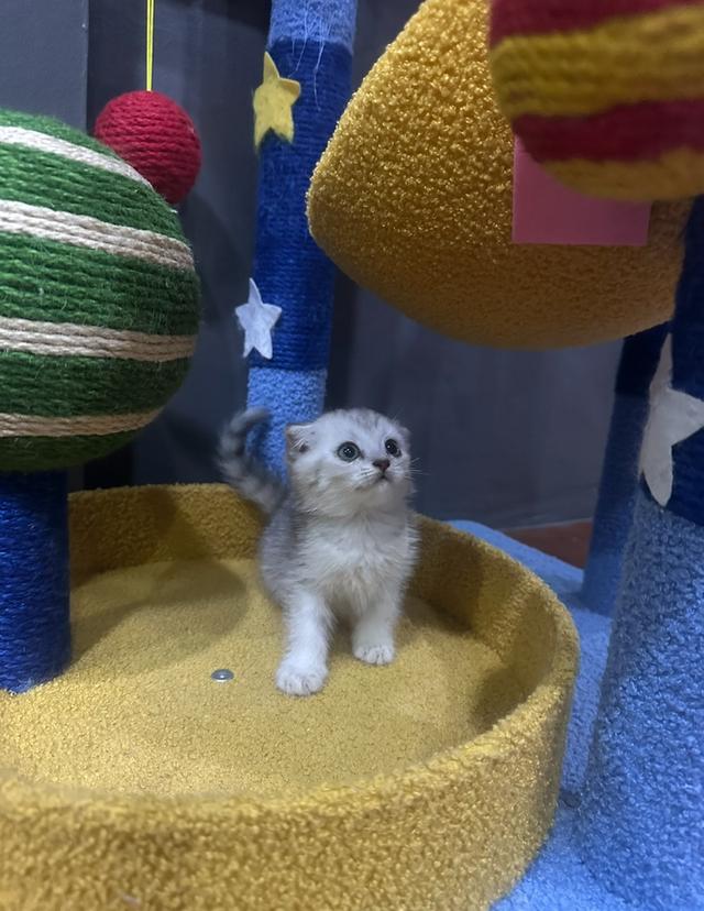 Scottish fold