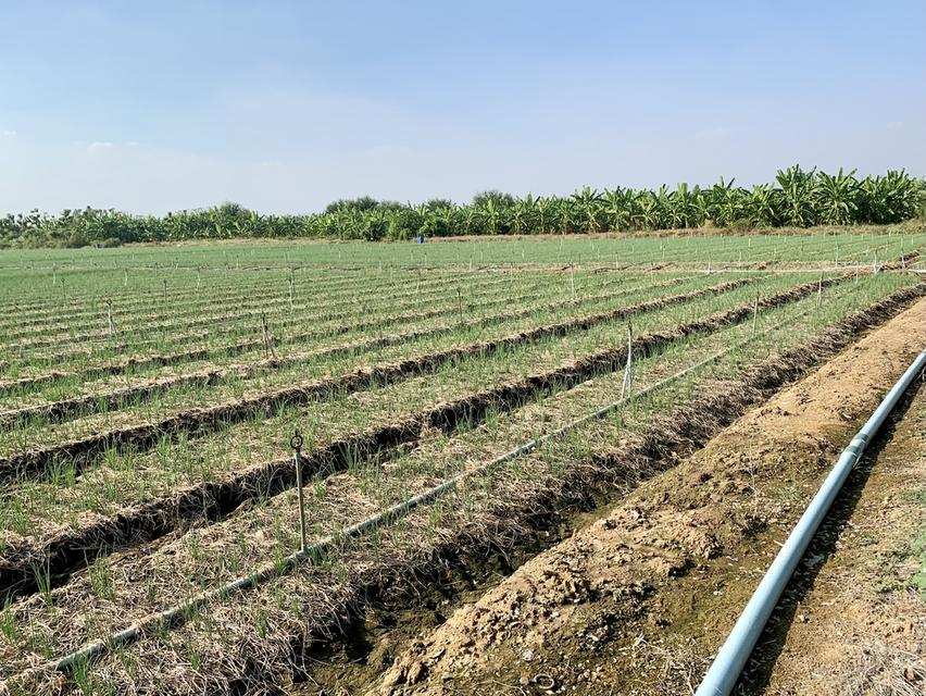 ขายที่ดินสวย10ไร่ โฉนดครุฑแดงพร้อมโอน ใกล้เทศบาลวังศาลา เข้าออกได้หลายทาง ติดถนนสาธารณะ วิวสวย บรรยากาศดี 3