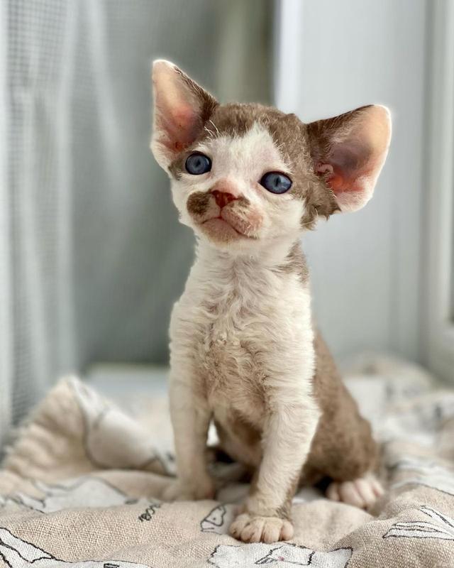 Devon Rex Kittens WhatsApp me : ( +63 985 762 7466 ) 4