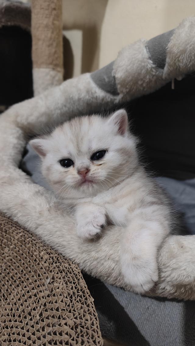 Scottish Fold (girl)