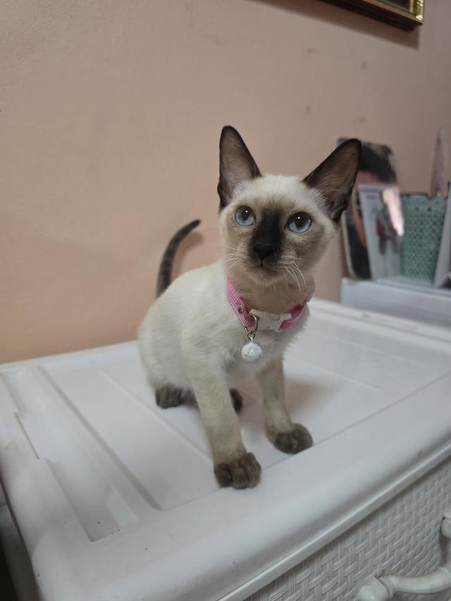 แมววิเชียรมาศพร้อมย้าย 16