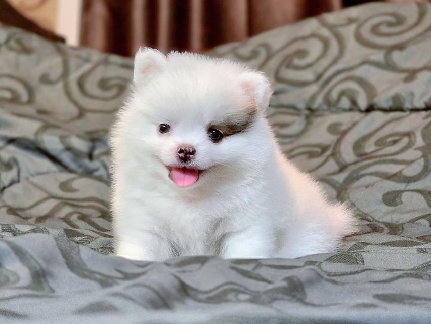 น้องซีมอนปอมน้อยน่ารักพร้อมซนมีบริการจัดส่งเก็บเงินปลายทางน้า