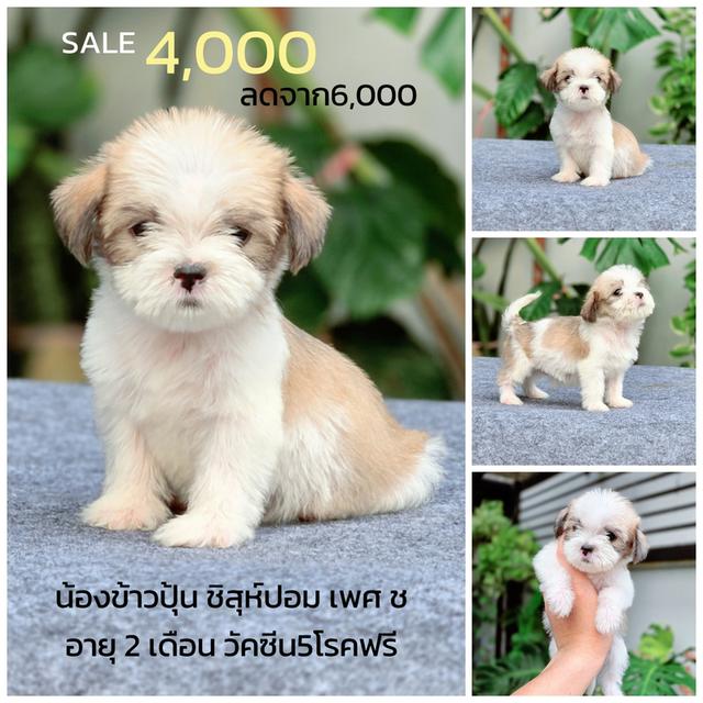 ชิสุห์ผสมปอม