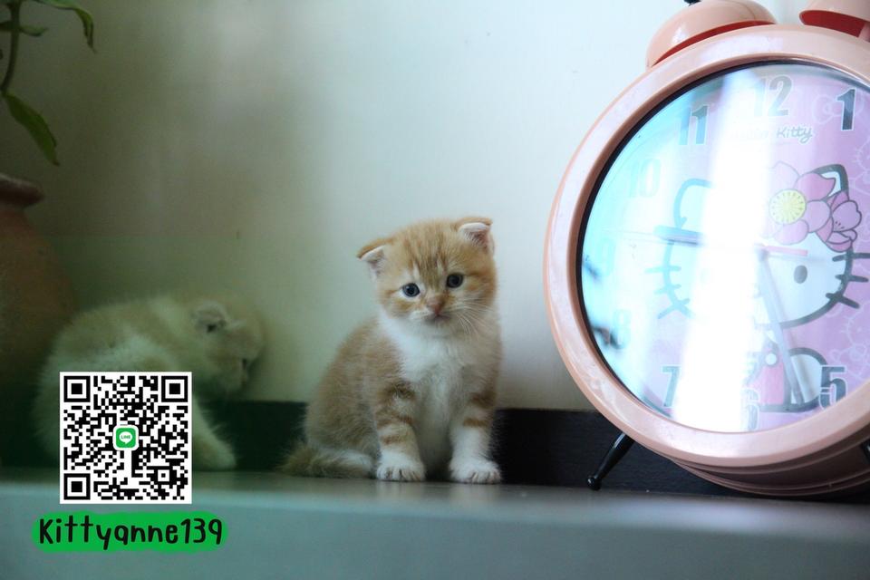 แมวสก็อตติชโฟลด์แท้แบ่งเลี้ยง 13