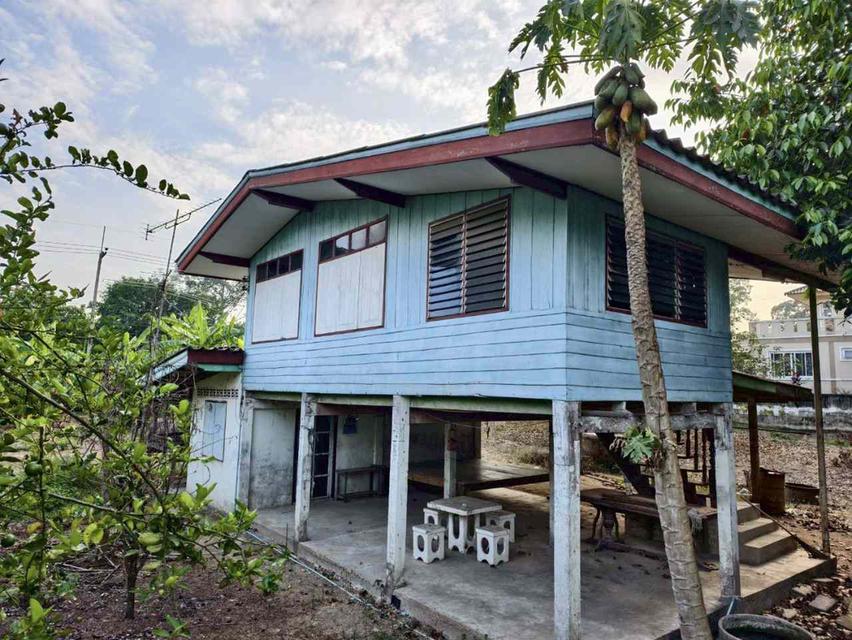 Land for sale in Uthai Thani Province. 2