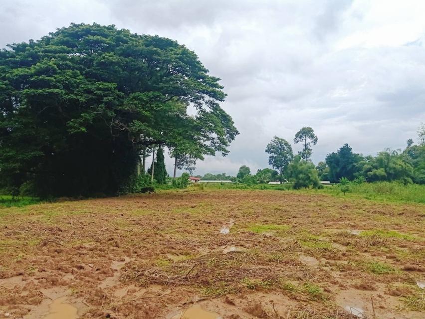 ที่ดินติดแม่น้ำนครนายก 15