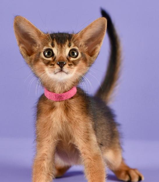 Abyssinian แท้นำเข้า