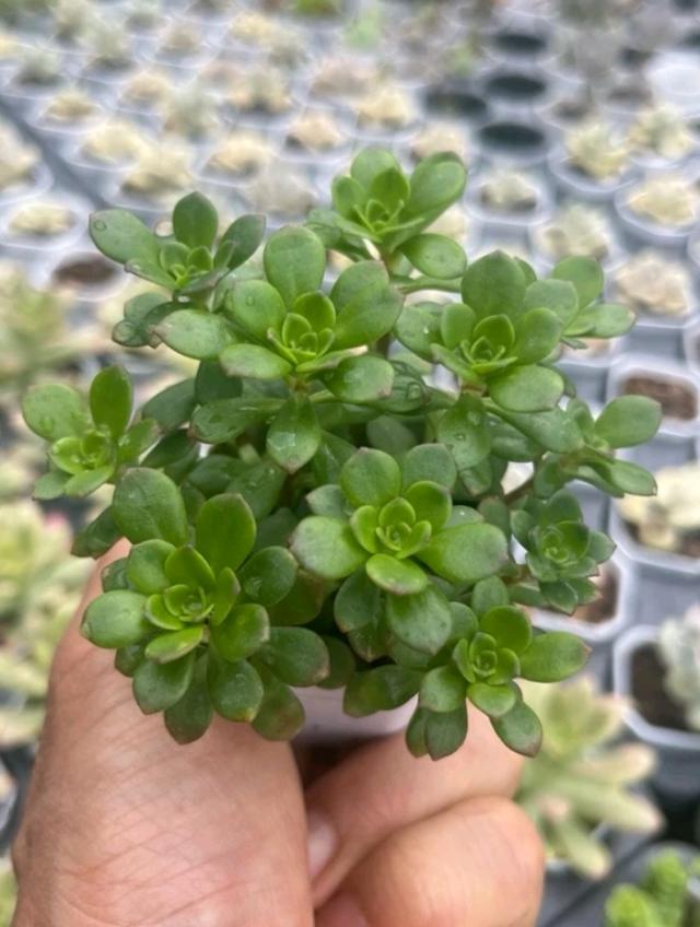 Sedum Cepaea L. 3