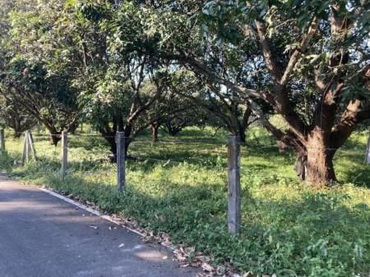 ขายด่วน : ที่ดิน สวนมะม่วง เหมาะกับการทำสวนเกษตร หรือบ้านจัดสรร พูลวิลล่า รูปที่ 10