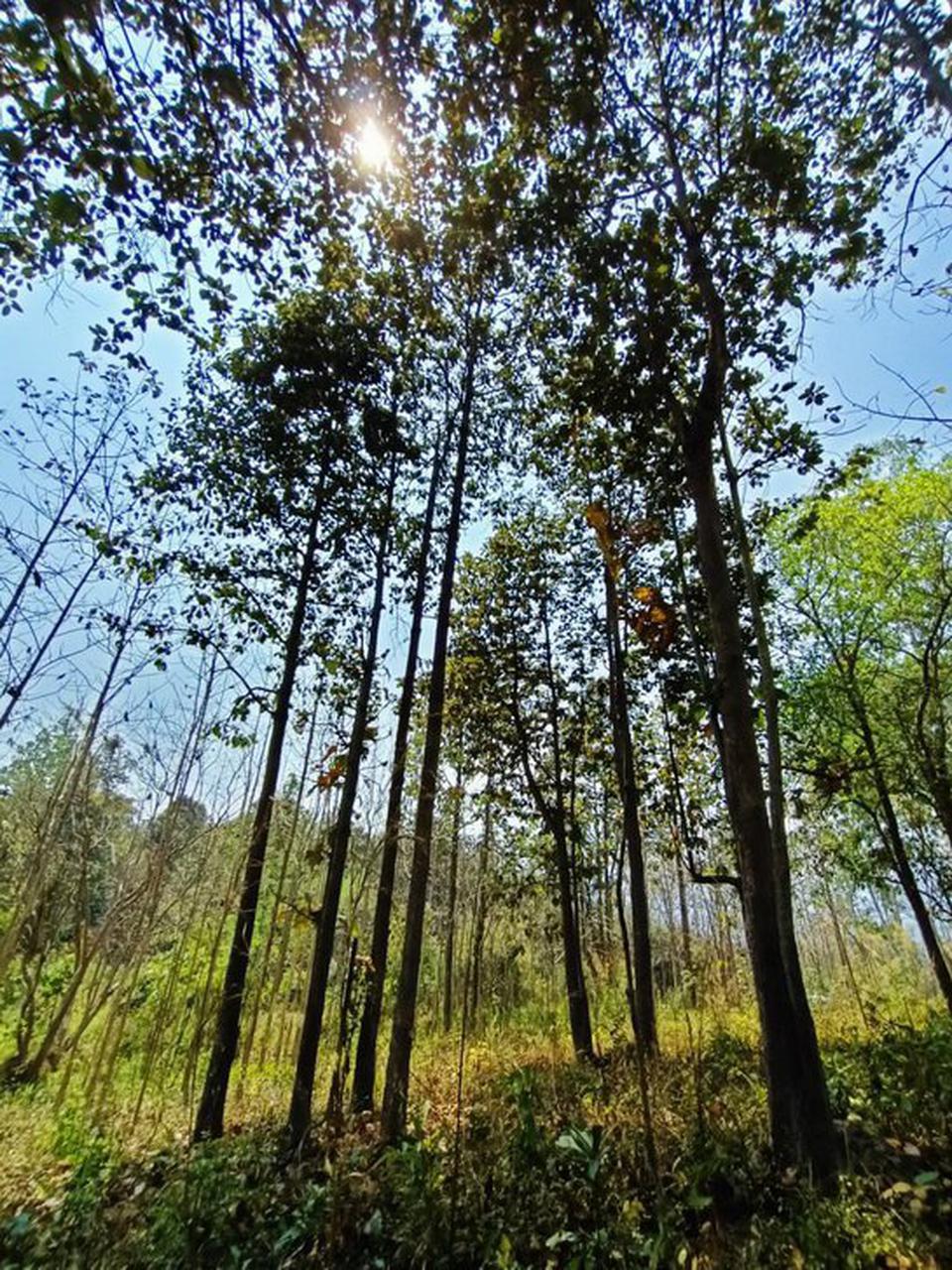 ขายที่ดินที่สวย ต.แม่แรม อ. แม่ริม 4ไร่ 45.7ตรว. Land for Sale, Mae Rim, Chiang Mai 4 Rai 45.7 SqW รูปที่ 1