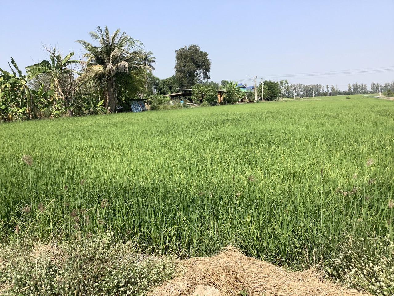 🌾ขายที่นาด่วน ที่ผืนใหญ่มากๆทำเลดีสุดๆ