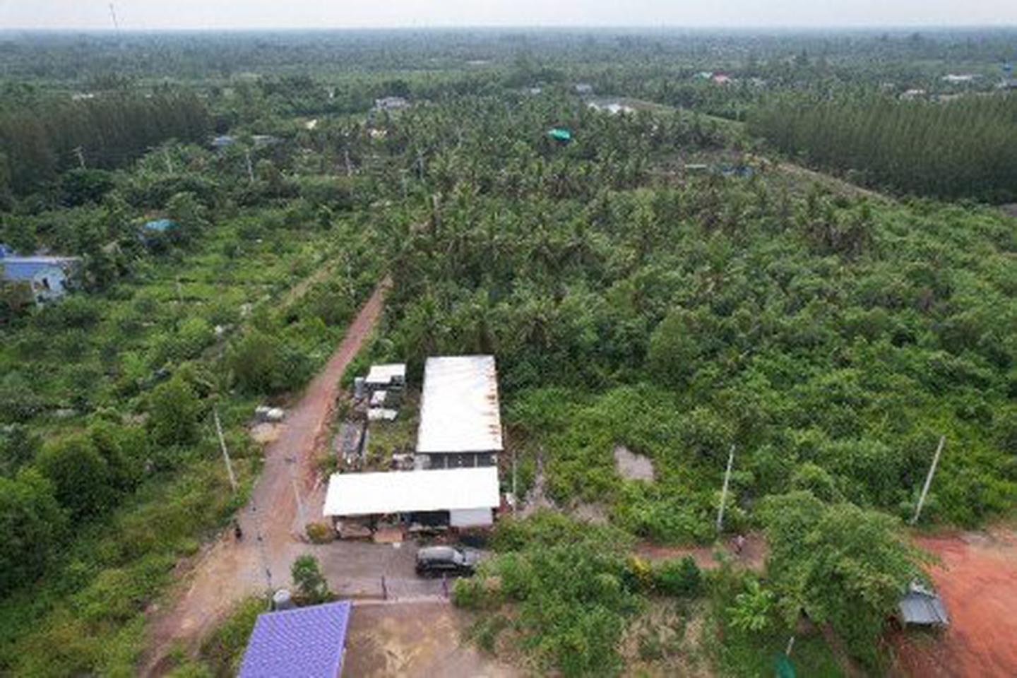 ขายที่ดินแปลงเล็กราคาถูก ต.นางตะเคียน อ.เมืองสมุทรสงคราม เนื้อที่ 100 ตรว ใกล้ชิดธรรมชาติ ไม่วุ่นวาย เหมาะปลูกบ้านพักอาศ รูปที่ 5