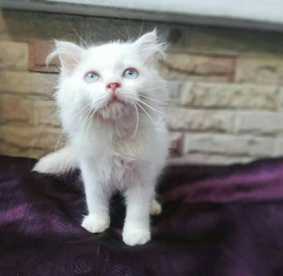 แมวเปอร์เซีย(Persian Cat) รูปเล็กที่ 2