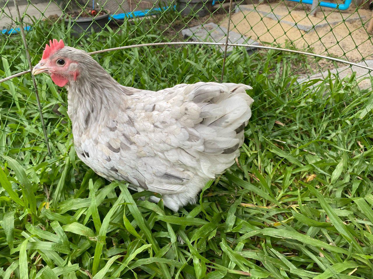 ไก่ไข่สวยงาม