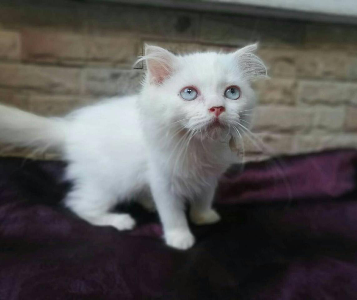 แมวเปอร์เซีย(Persian Cat) รูปเล็กที่ 4