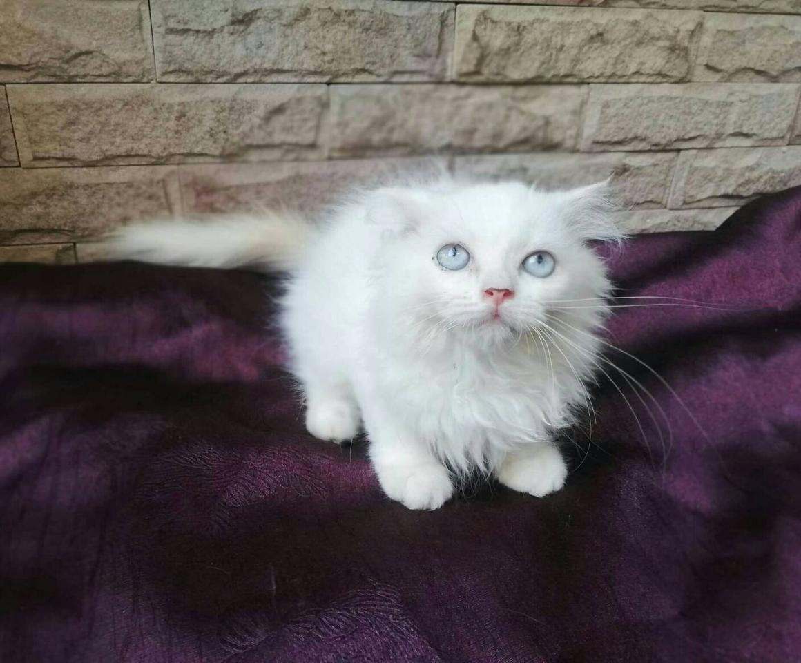 แมวเปอร์เซีย(Persian Cat) รูปเล็กที่ 5