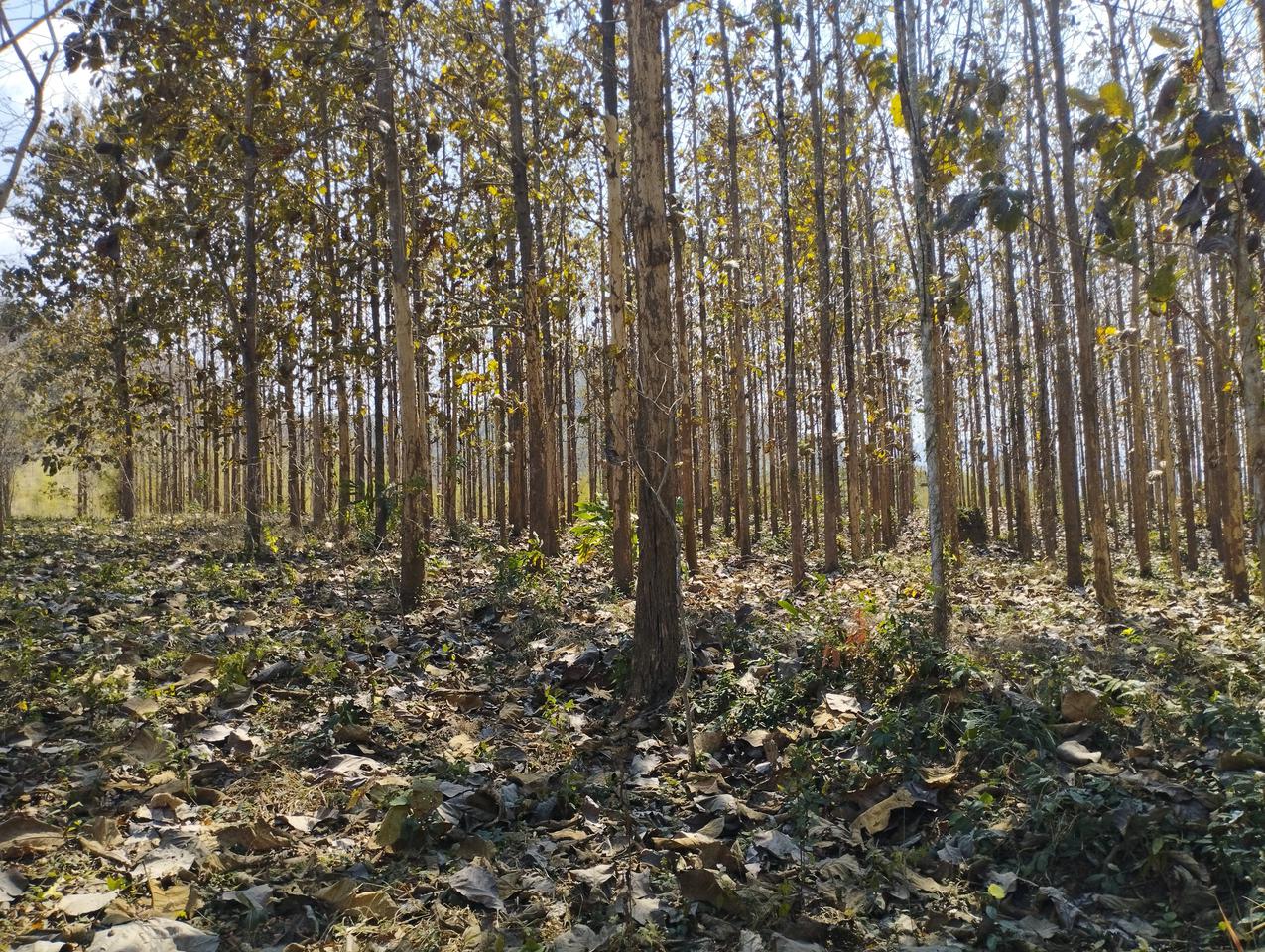 ขายไม้สักสวนป่าขึ้นทะเบียนถูกต้องตามกฎหมายแล้ว