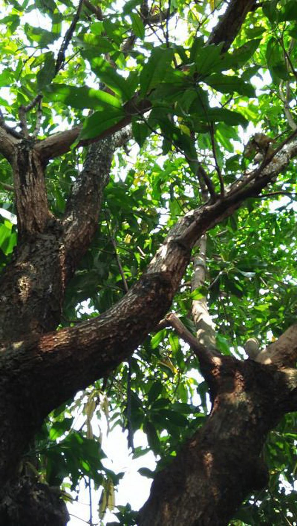 Old House for sale Theparak Road quiet and safe ENNXO