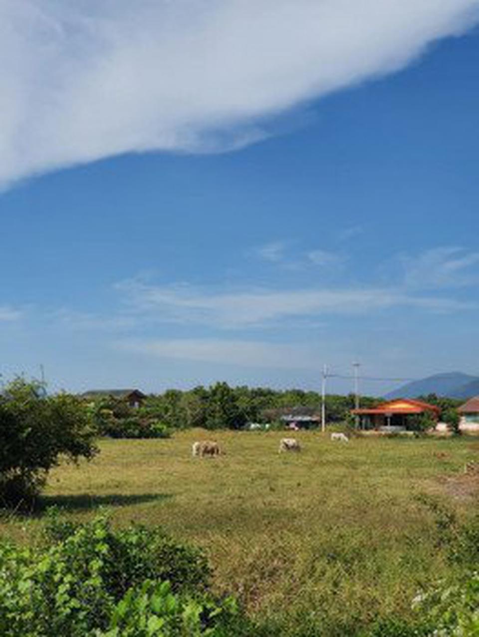 ขายที่วิวภูเขาสวย ถมแล้ว ต.ตะพง อ.เมืองระยอง จ.ระยอง เนื้อที่ 200 ตรว ใกล้หาดแม่รำพึงเพียง 500 เมตร เหมาะสร้างบ้านตากอาก รูปที่ 9