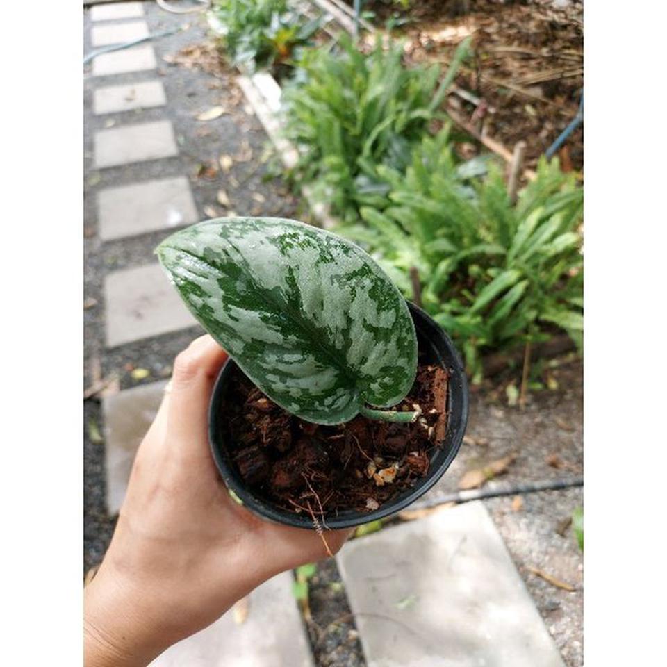 พลูหัวใจแนบลายเอ็กโซติกา Scindapsus pictus exotica รูปที่ 1