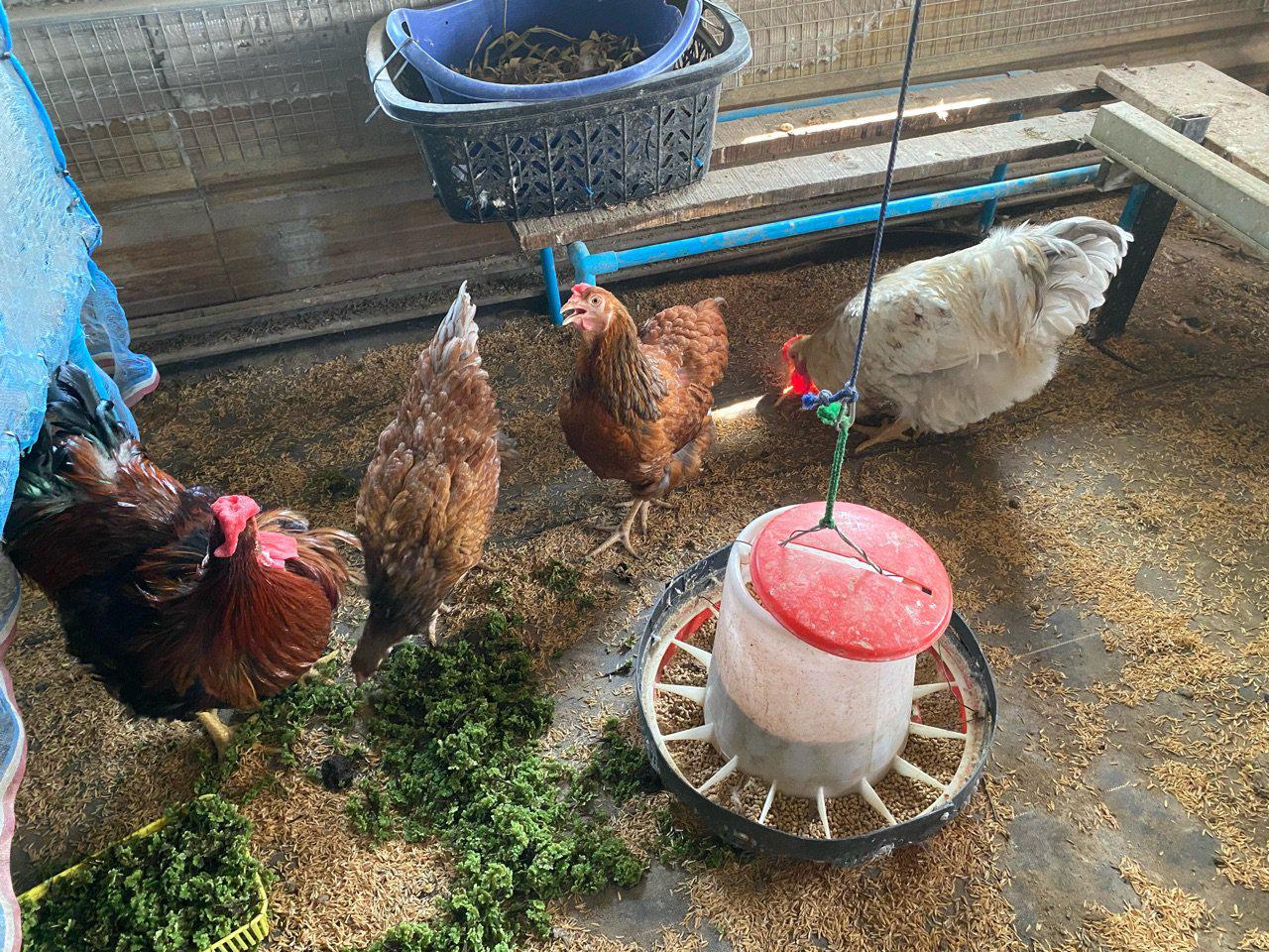 ไก่ไข่วายทอยสวยงาม