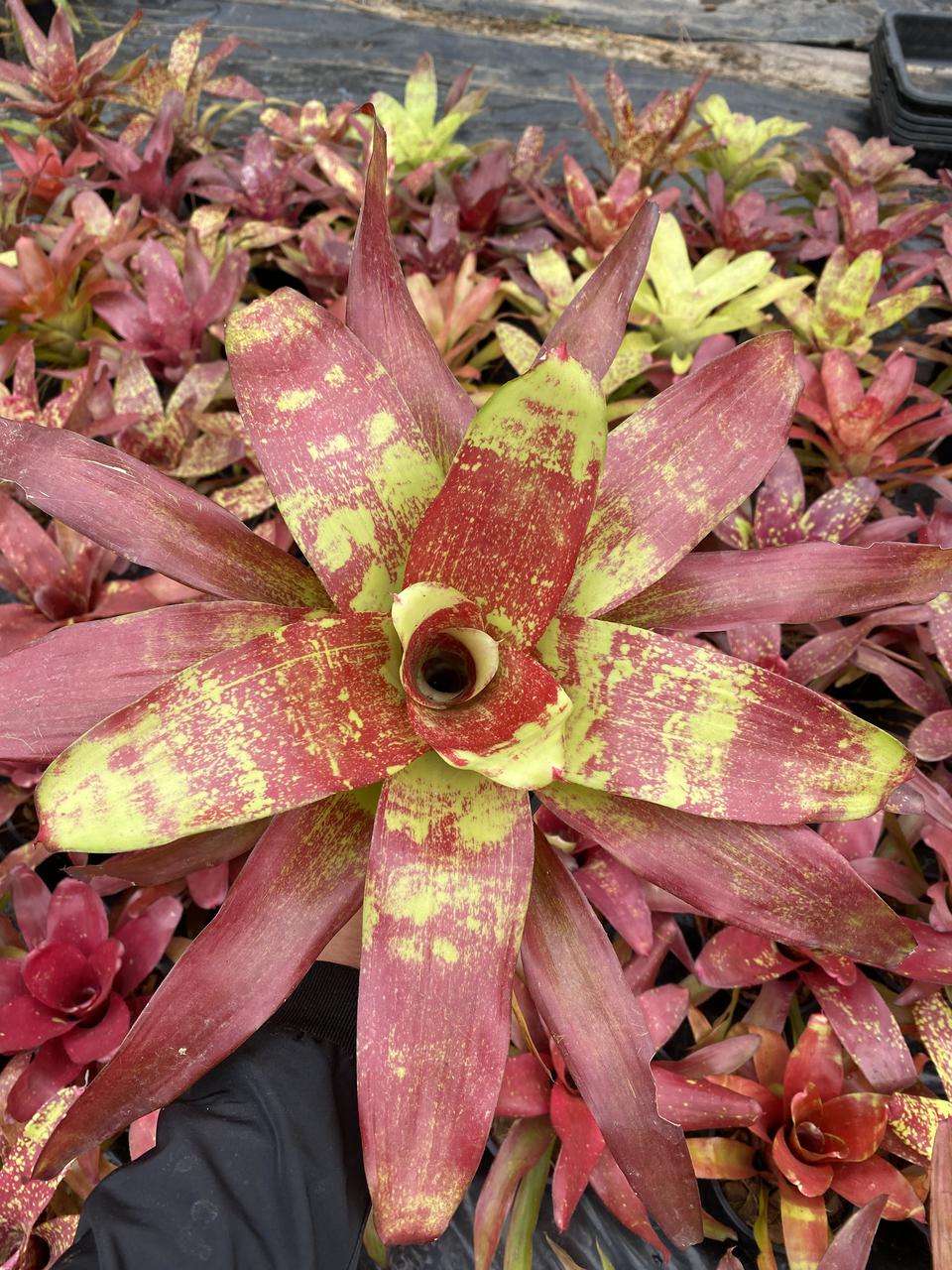สับปะรดสี นีโอ ไฮบริด รูปที่ 1