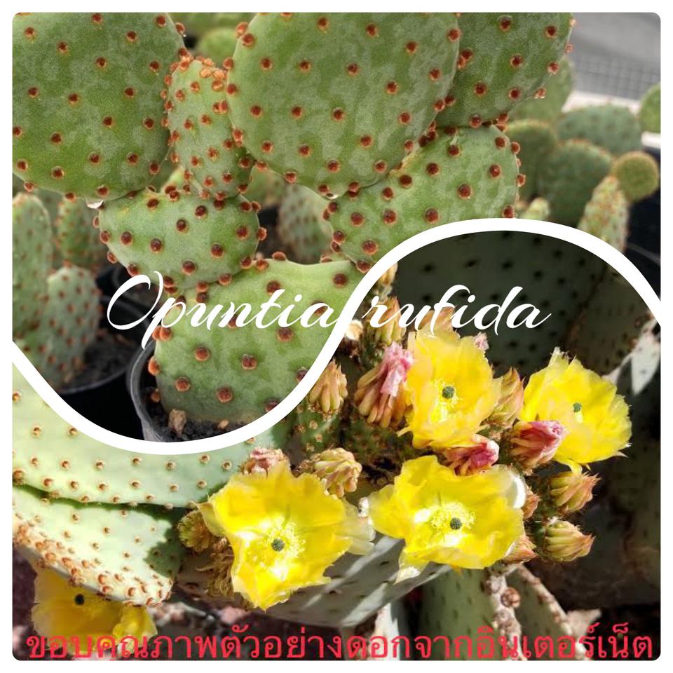 โอพันเทียรูฟิด้า Opuntia rufida รูปที่ 1