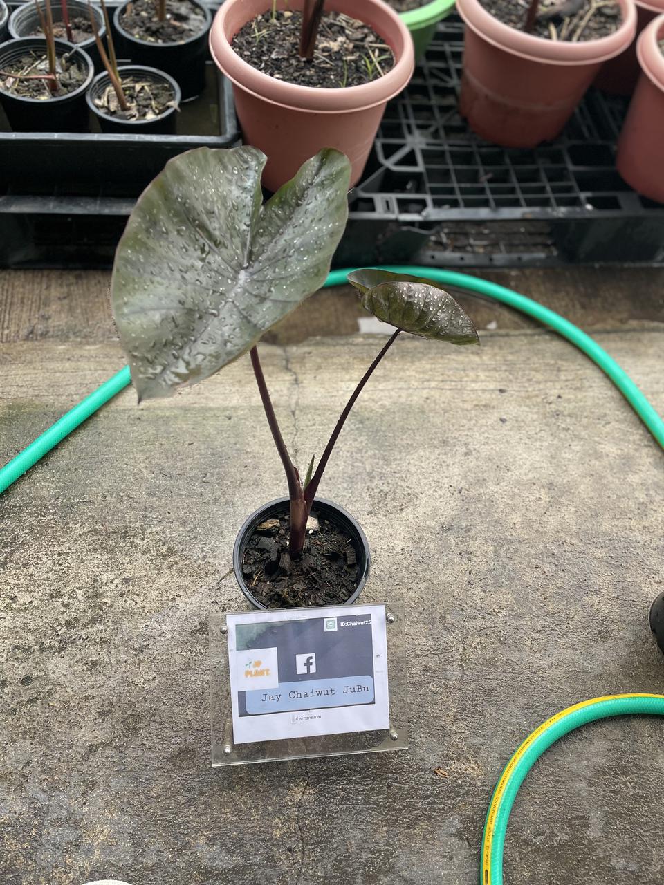 Colocasia cona coffee  รูปที่ 1