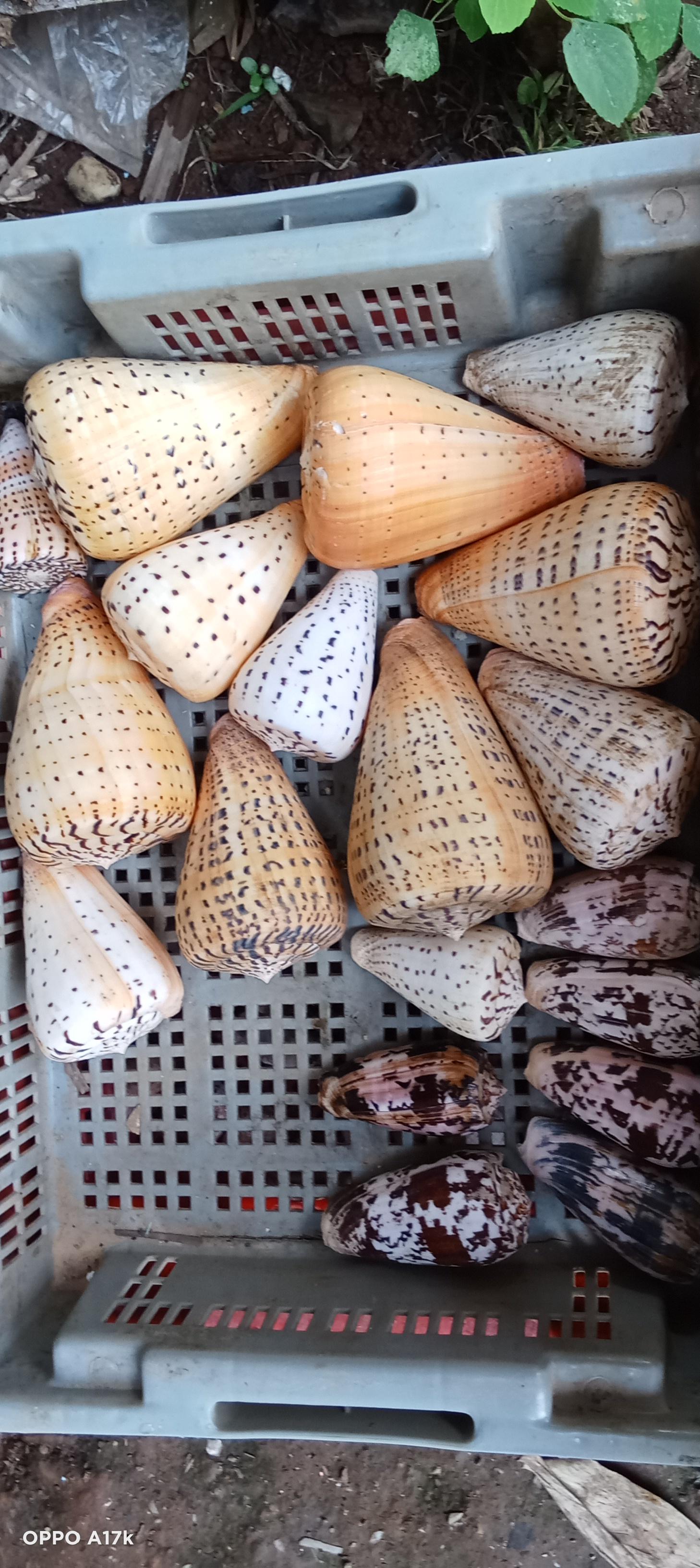 ร้าน สาระพัดหอย