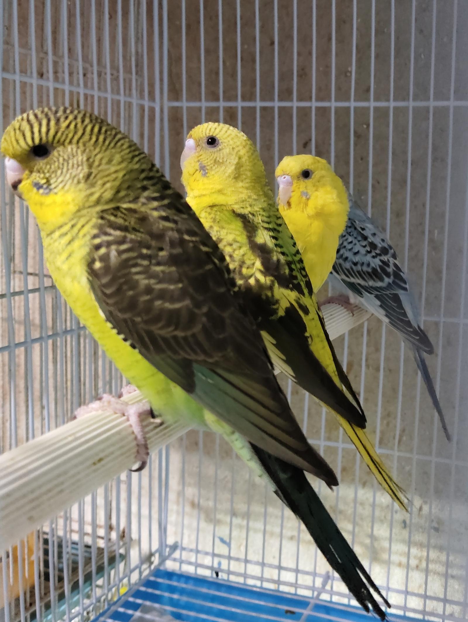 ร้าน ATR Farm นกหงส์หยก บางแค